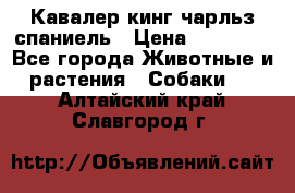 Кавалер кинг чарльз спаниель › Цена ­ 40 000 - Все города Животные и растения » Собаки   . Алтайский край,Славгород г.